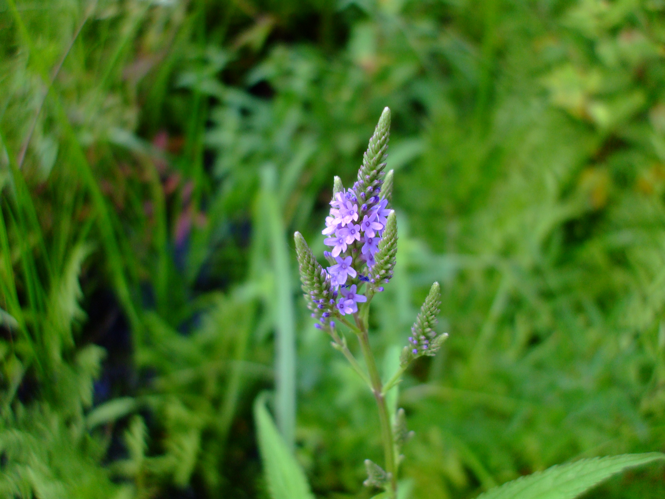Verbena hastata